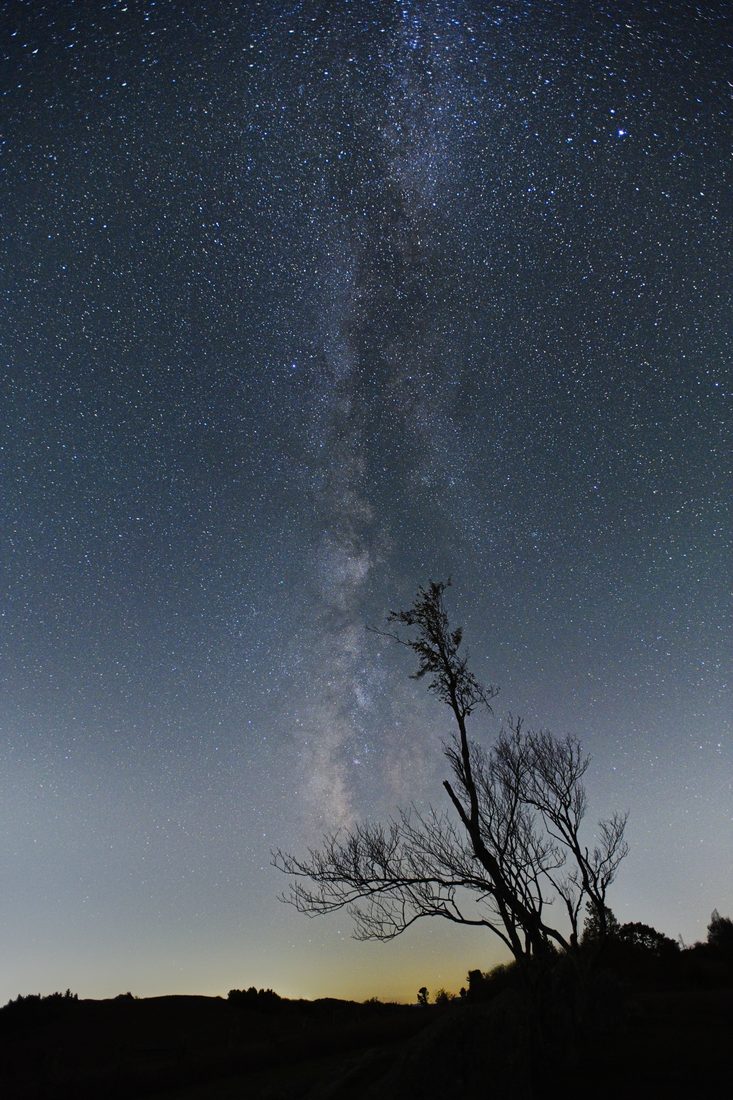 Milky Way arching above a lone bare tree silhouette on a dark horizon — Doughton Park, Blue Ridge Parkway