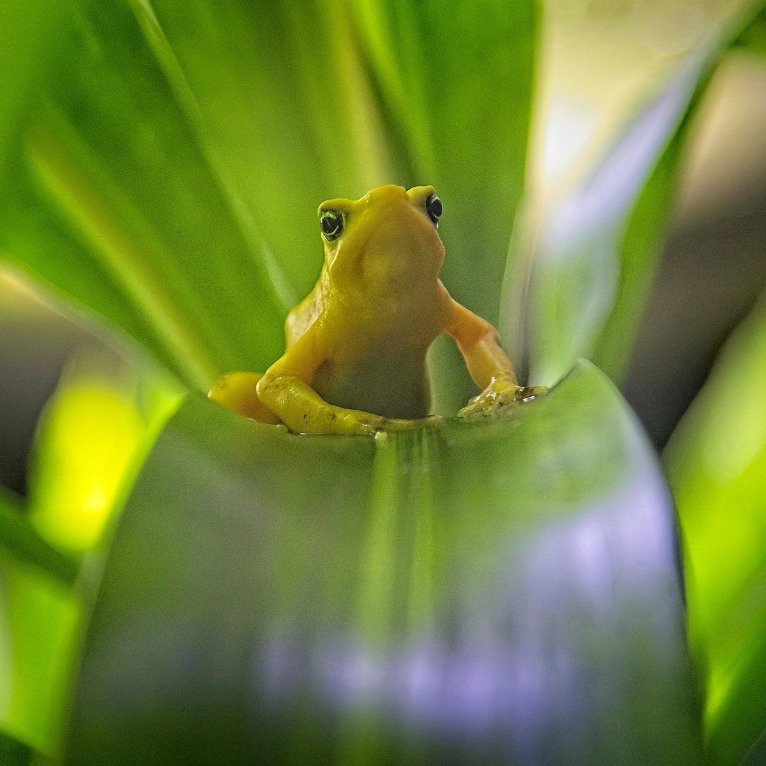 Tiny yellow tree frog perched between curving green tropical leaves
