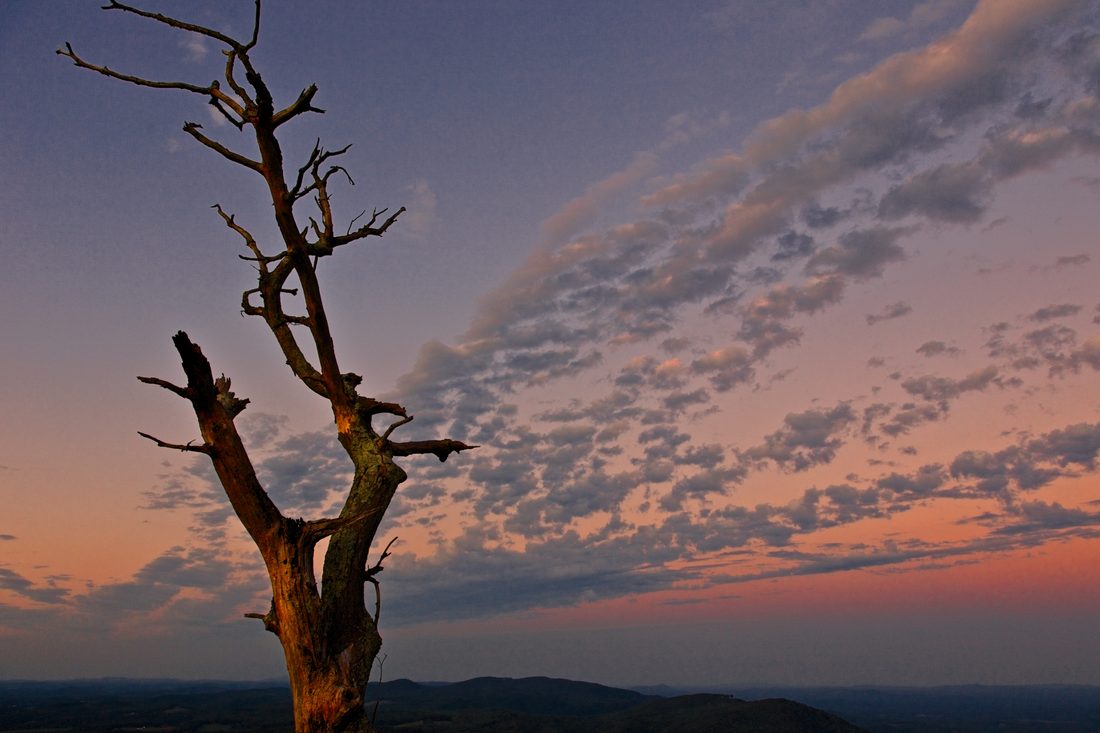 Bare dead tree silhouetted against twilight Blue Ridge ridges — Blue Ridge Parkway