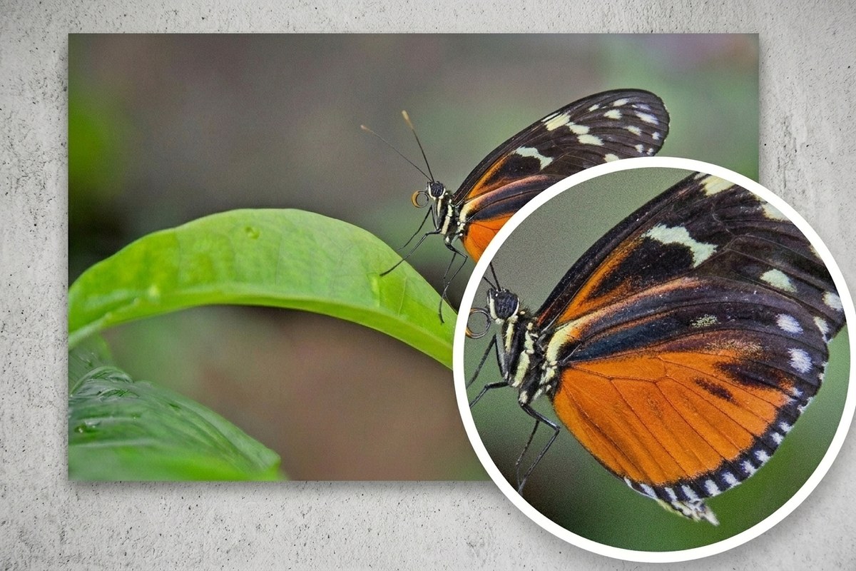 A fine-art cotton-rag print of a butterfly on a leaf, with a magnified detail showing its soft matte surface