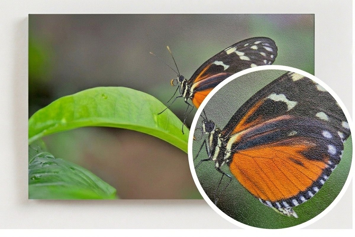 A photographic print of a butterfly on a leaf, with a magnified detail showing its crisp, vivid surface